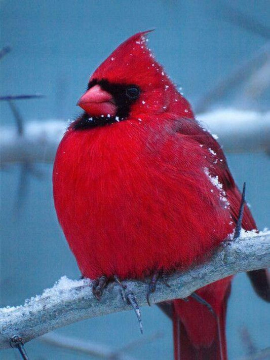 Cardinal | Diamond Painting