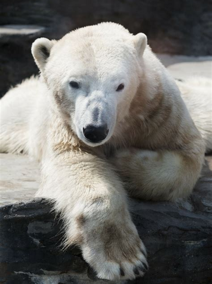 Polar Bear | Diamond Painting