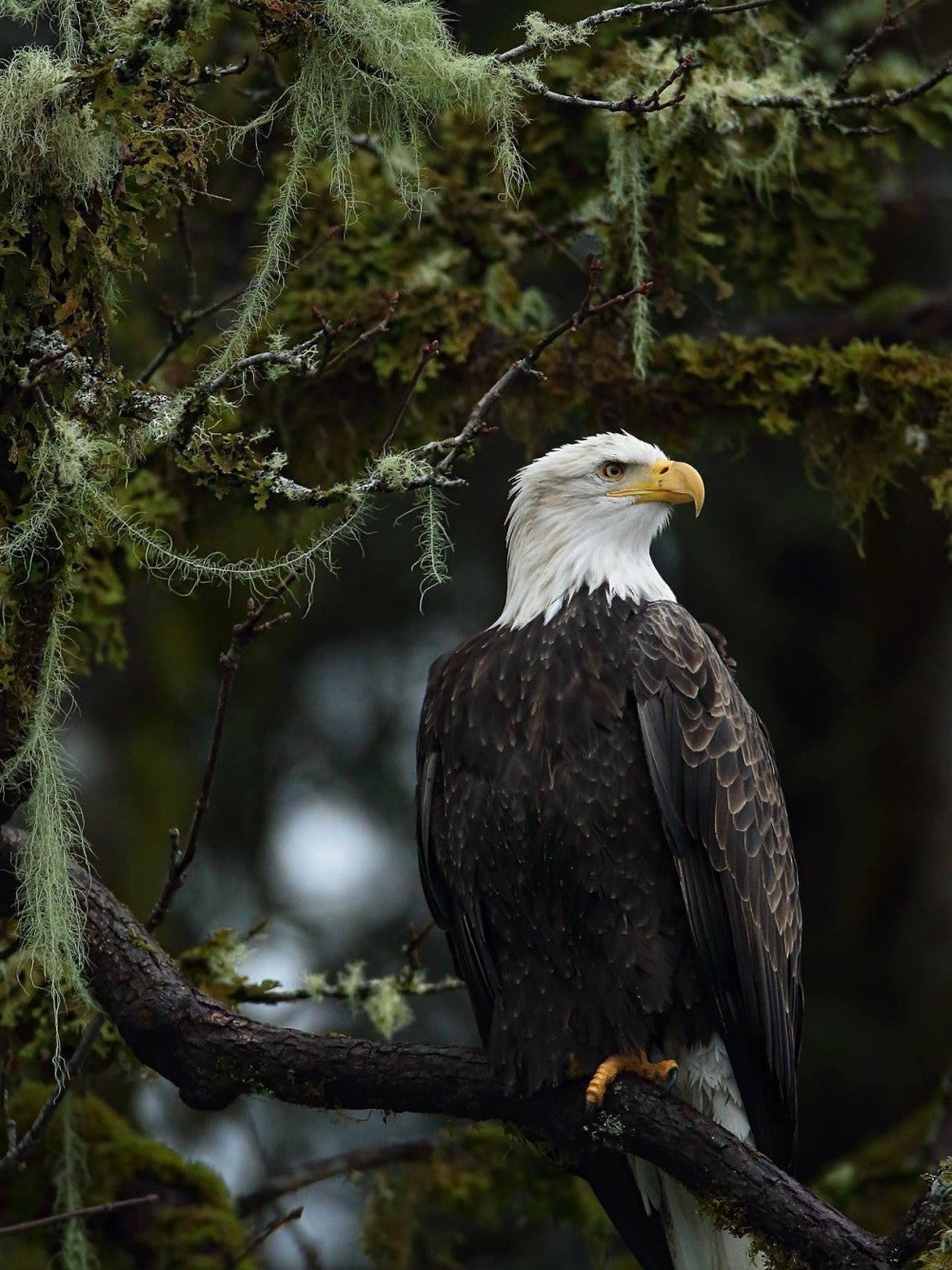 Eagle | Diamond Painting