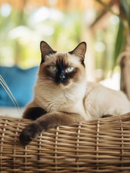 Siamese Cat | Diamond Painting