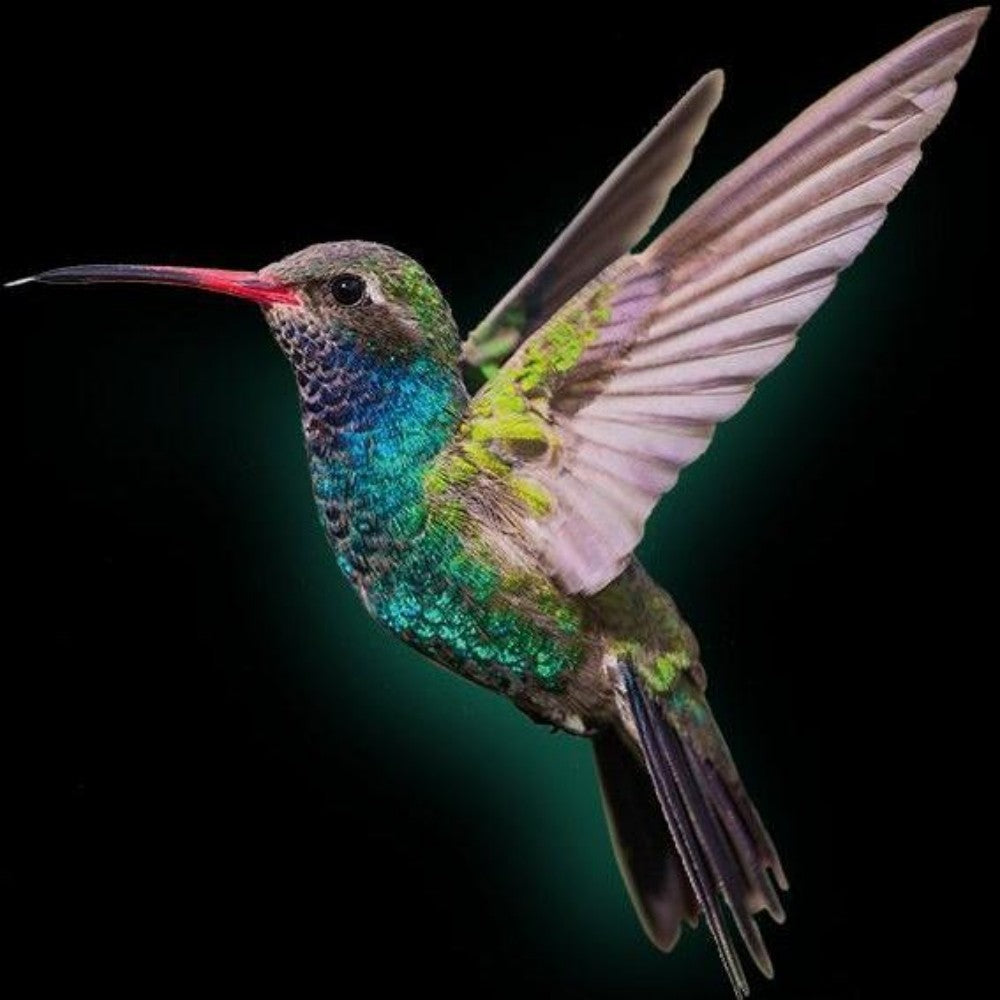 Hummingbird | Diamond Painting