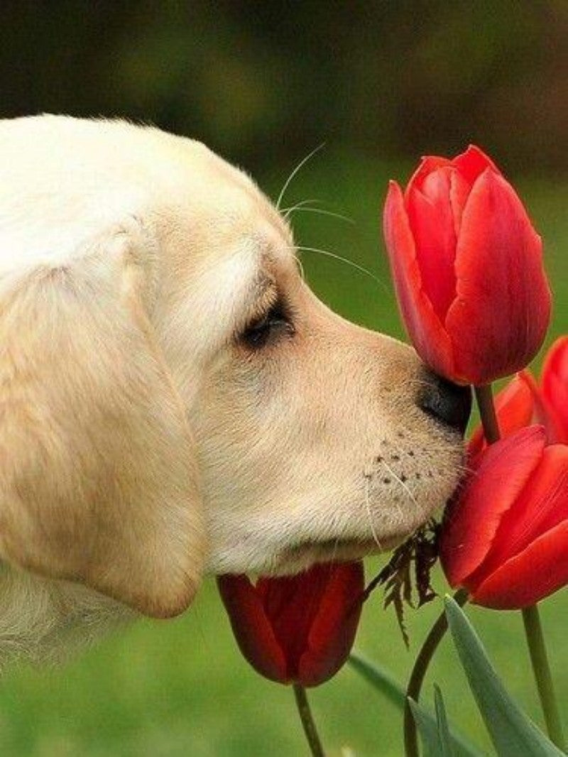 Yellow Labrador Dog | Diamond Painting
