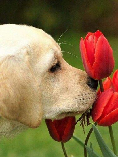 Yellow Labrador Dog | Diamond Painting
