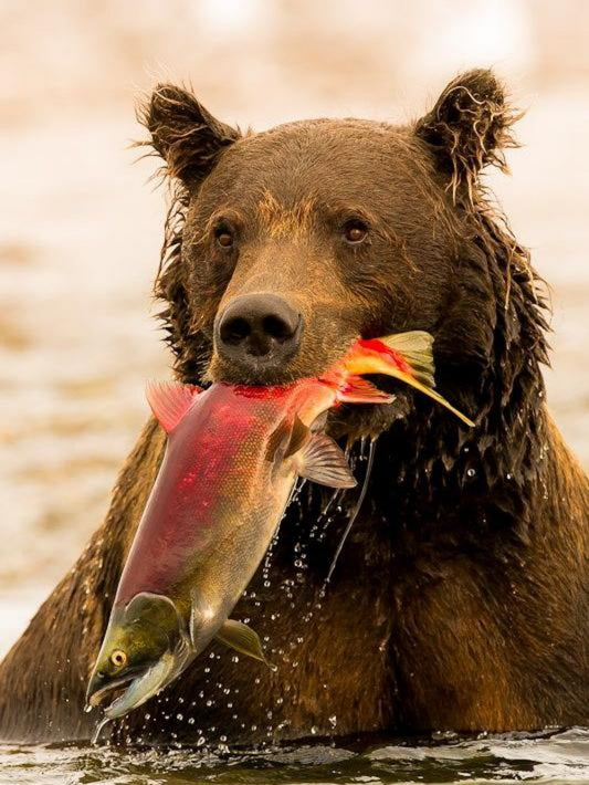 Brown Bear | Diamond Painting