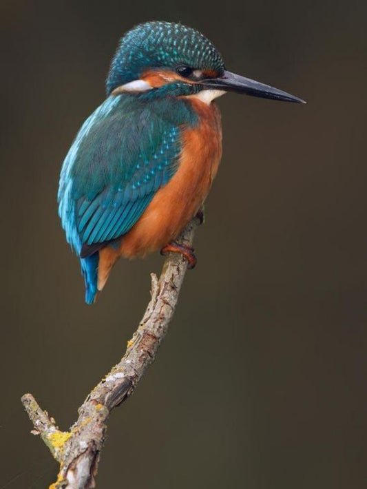 Kingfisher | Diamond Painting