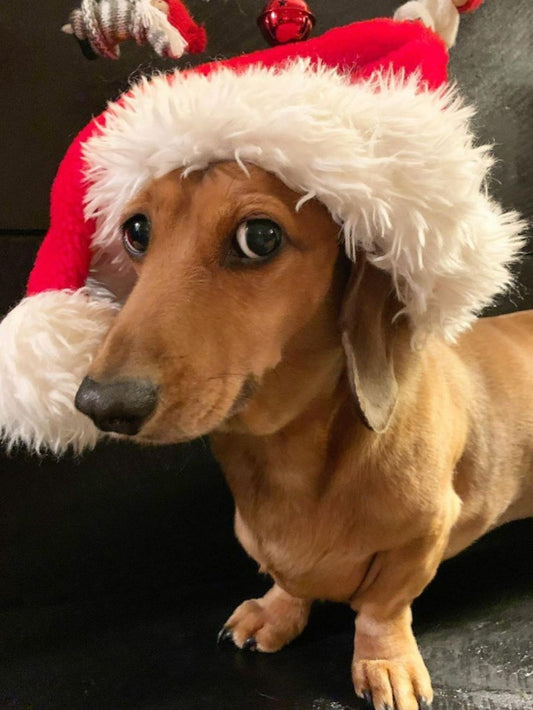 Dachshund Dog | Diamond Painting