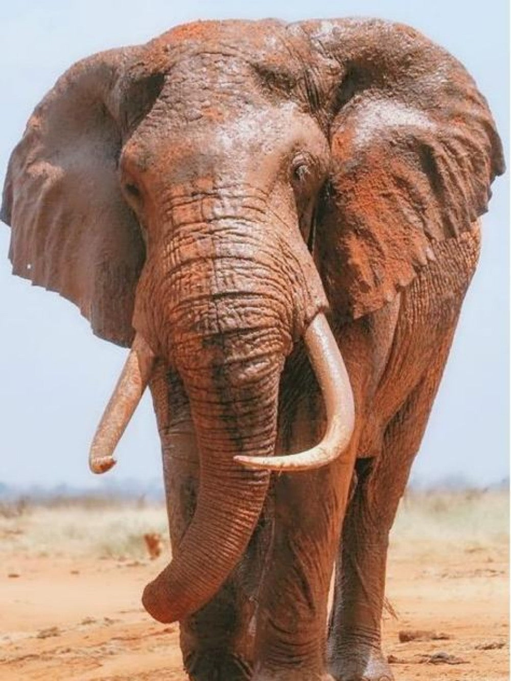 Elephant | Diamond Painting