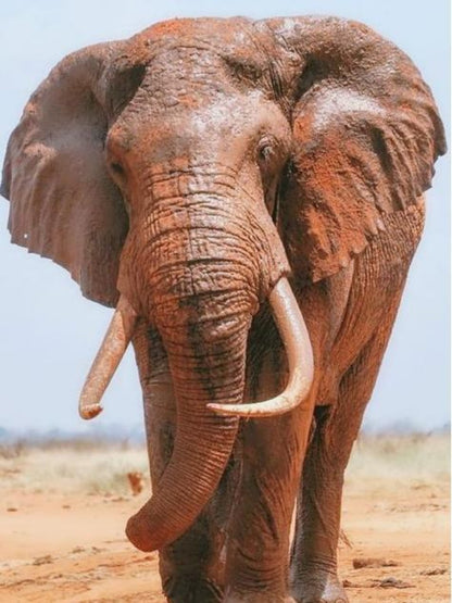 Elephant | Diamond Painting