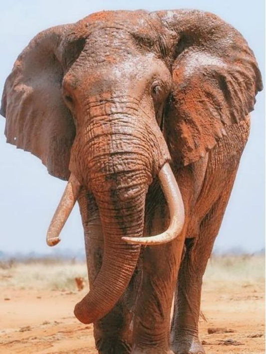 Elephant | Diamond Painting