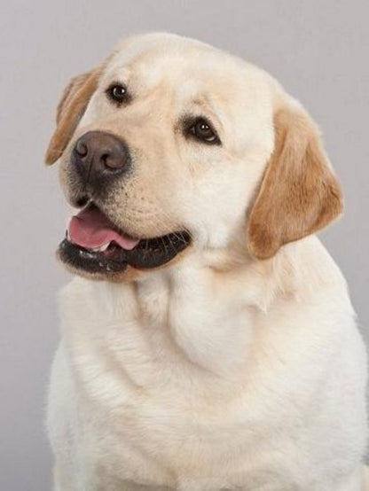 Yellow Labrador Dog | Diamond Painting