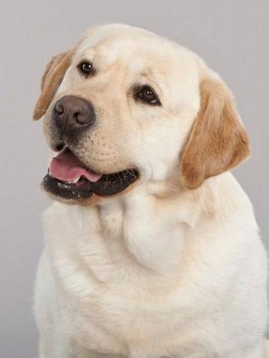 Yellow Labrador Dog | Diamond Painting