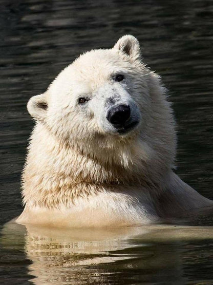 Polar Bear | Diamond Painting