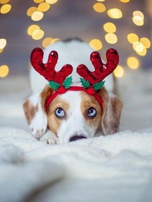 Dachshund Dog | Diamond Painting