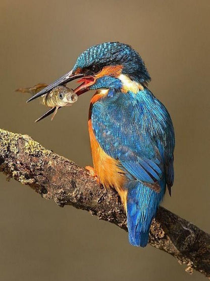Kingfisher | Diamond Painting