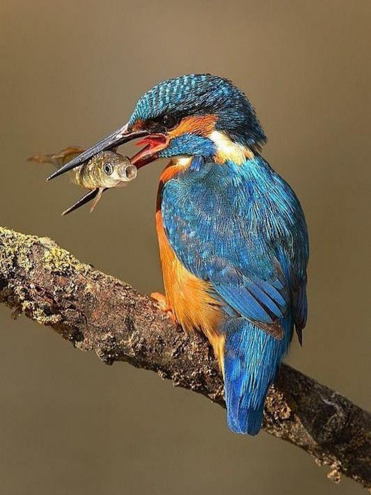 Kingfisher | Diamond Painting