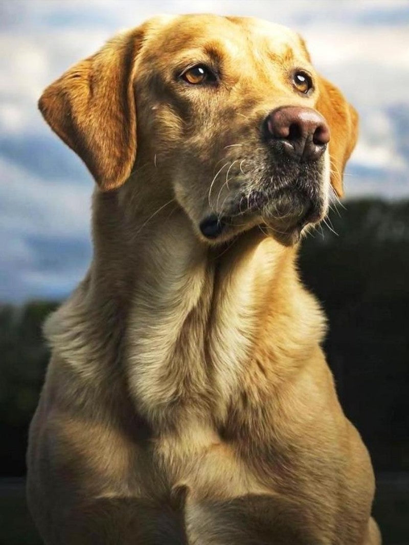 Yellow Labrador Dog | Diamond Painting