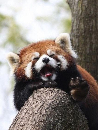 Red Panda | Diamond Painting