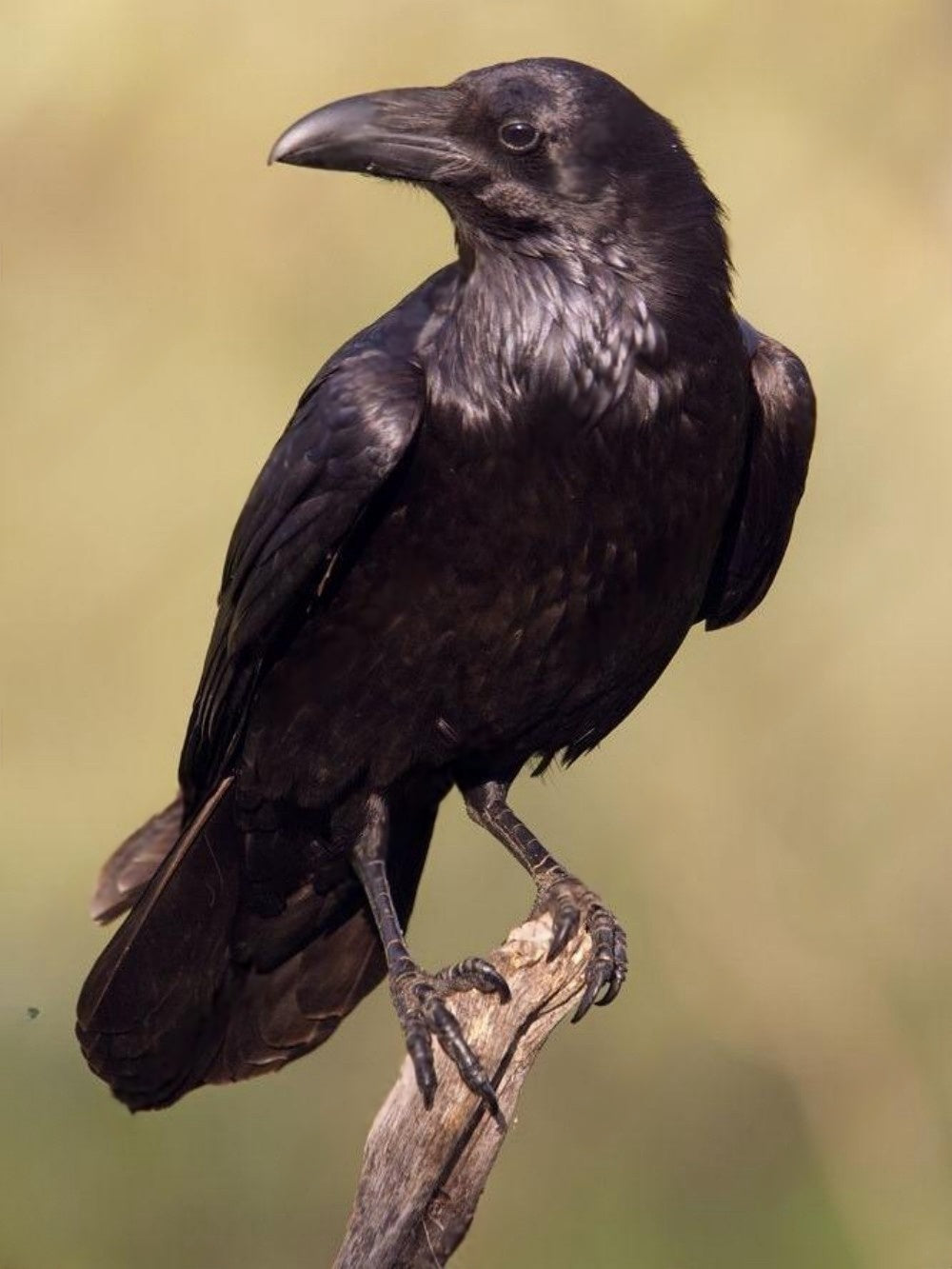 Crow | Diamond Painting