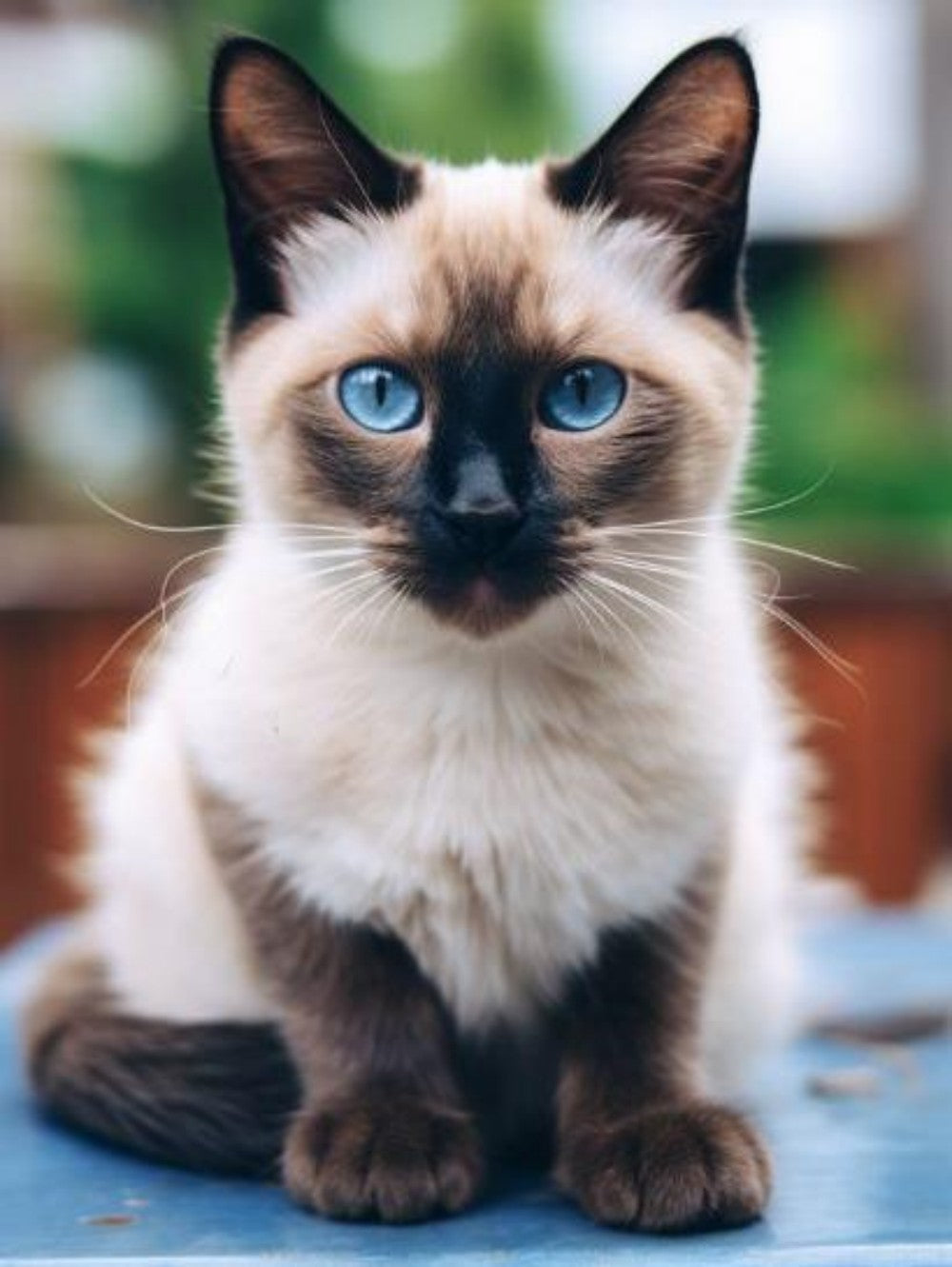 Siamese Cat | Diamond Painting