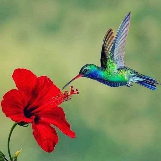 Hummingbird | Diamond Painting