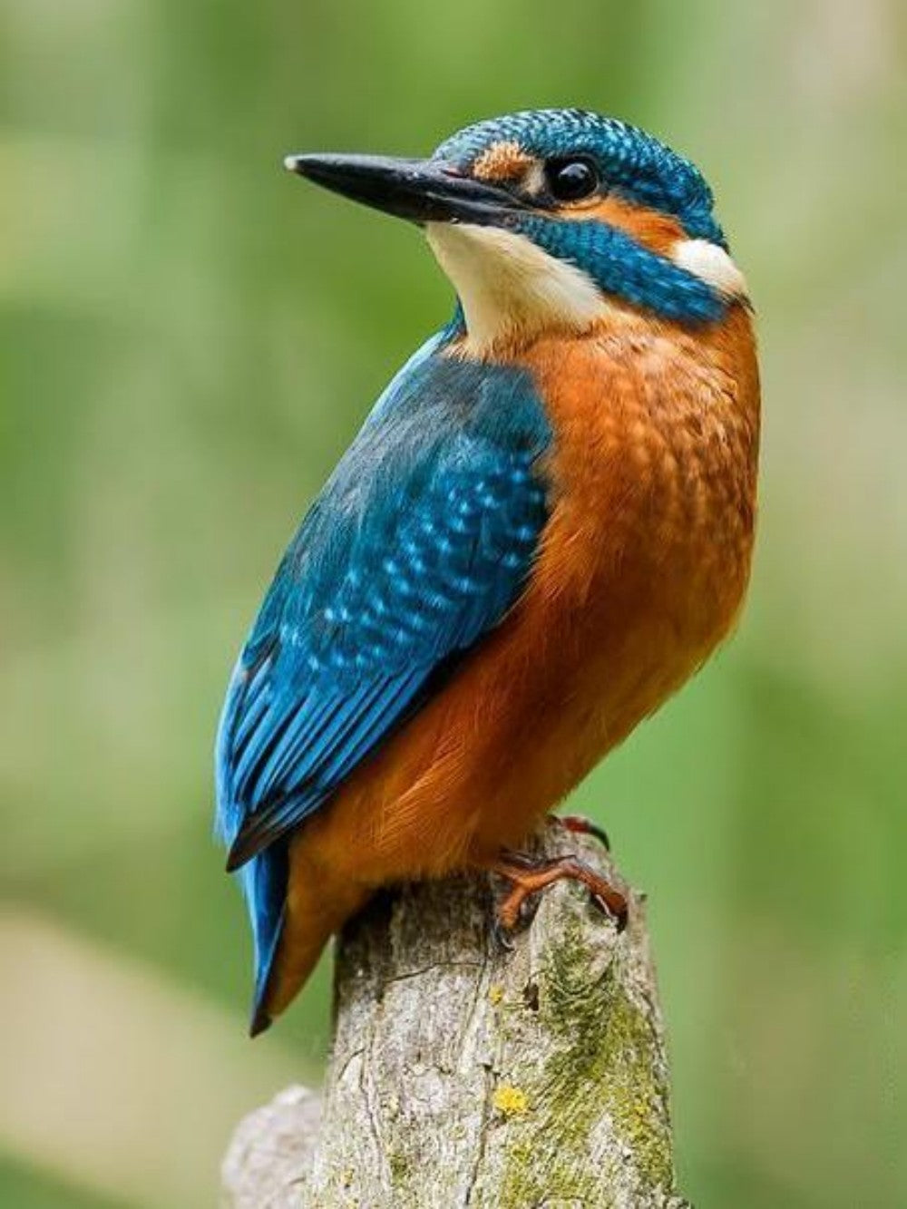 Kingfisher | Diamond Painting