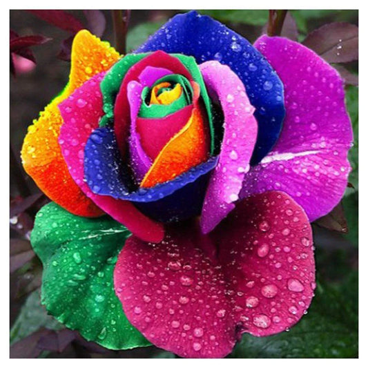 Rainbow Rose Colorful Flower | Diamond Painting