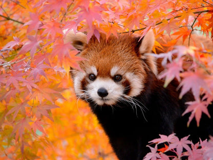 Red Panda | Diamond Painting