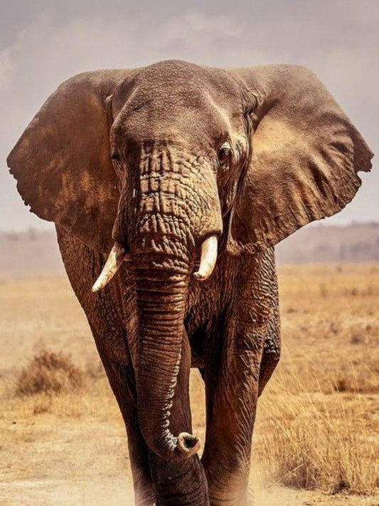 Elephant | Diamond Painting