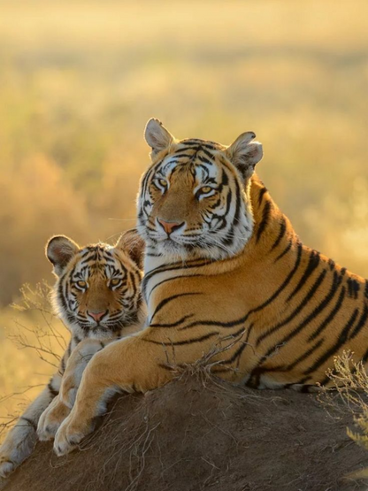 Bengal Tiger | Diamond Painting