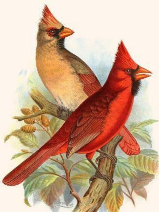 Cardinal | Diamond Painting