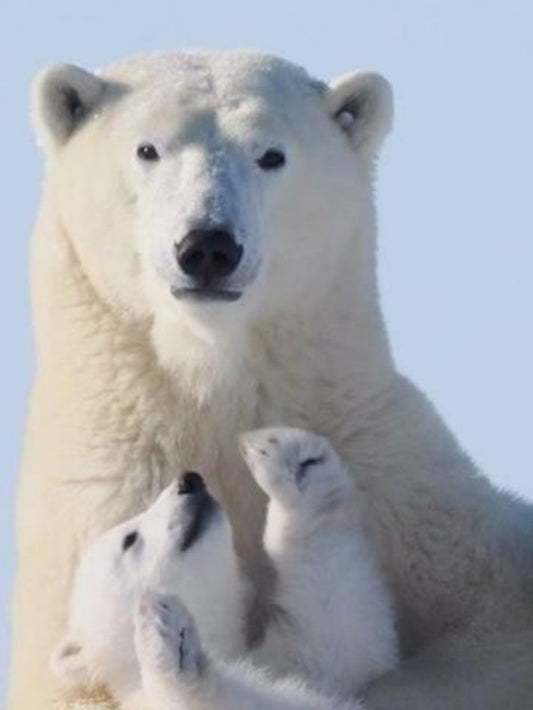 Polar Bear | Diamond Painting
