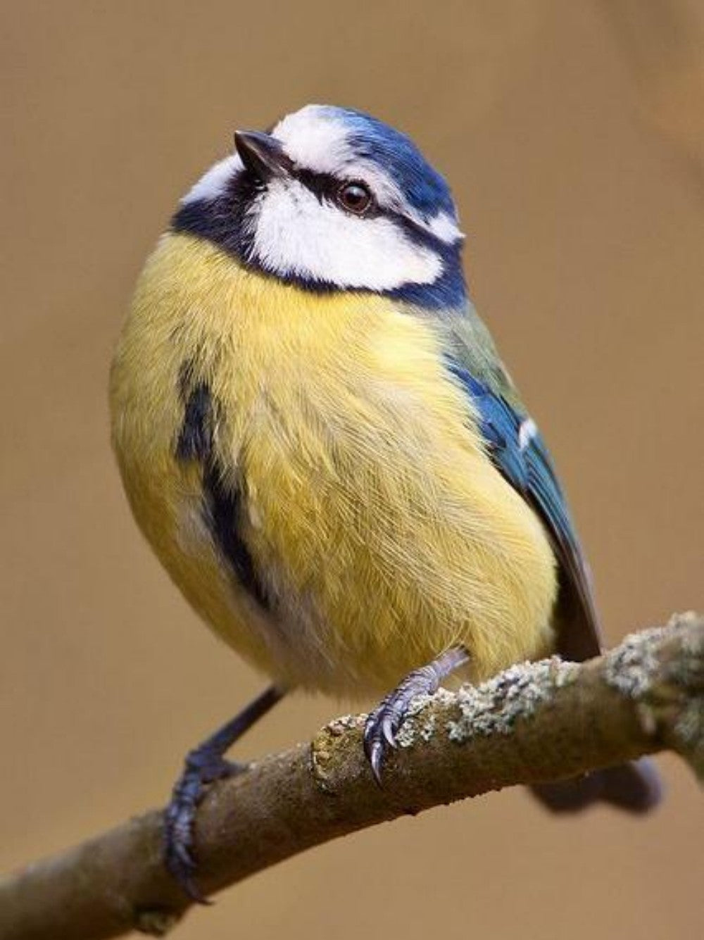 Blue Bird | Diamond Painting