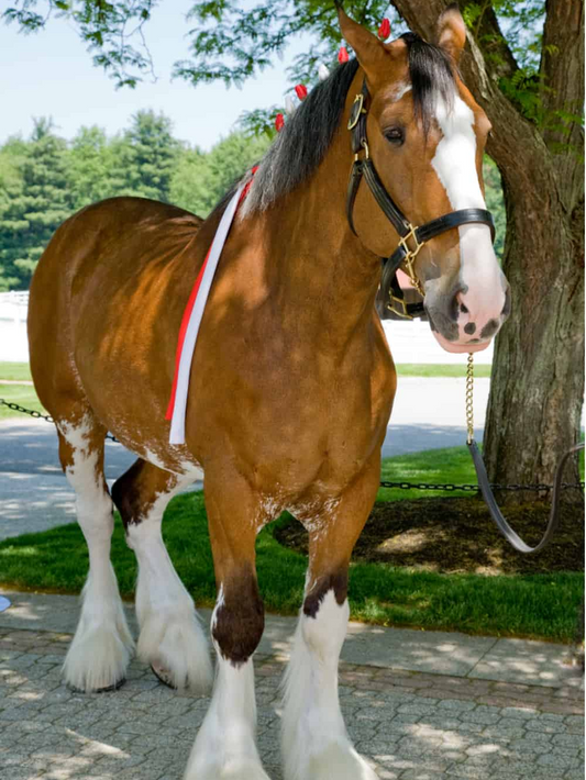 Clydesdale Horse | Diamond Painting