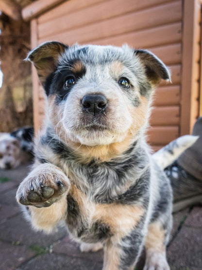 Cattle Dog (Blue Heeler) | Diamond Painting