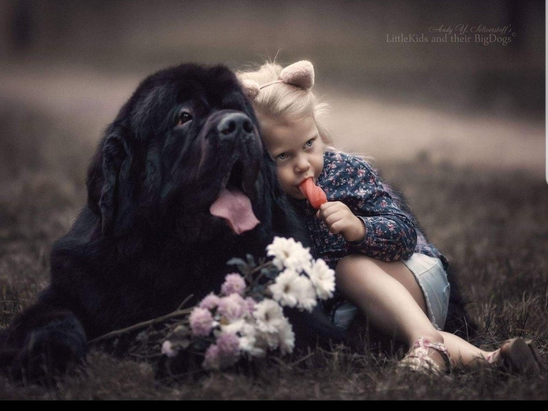 Newfoundland Dog | Diamond Painting