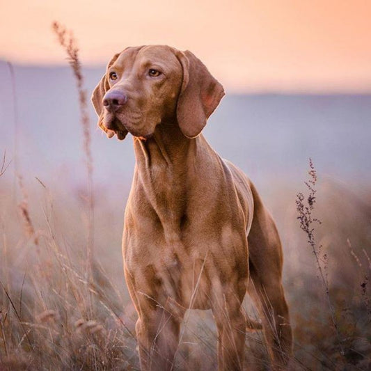 Vizsla Dog | Diamond Painting