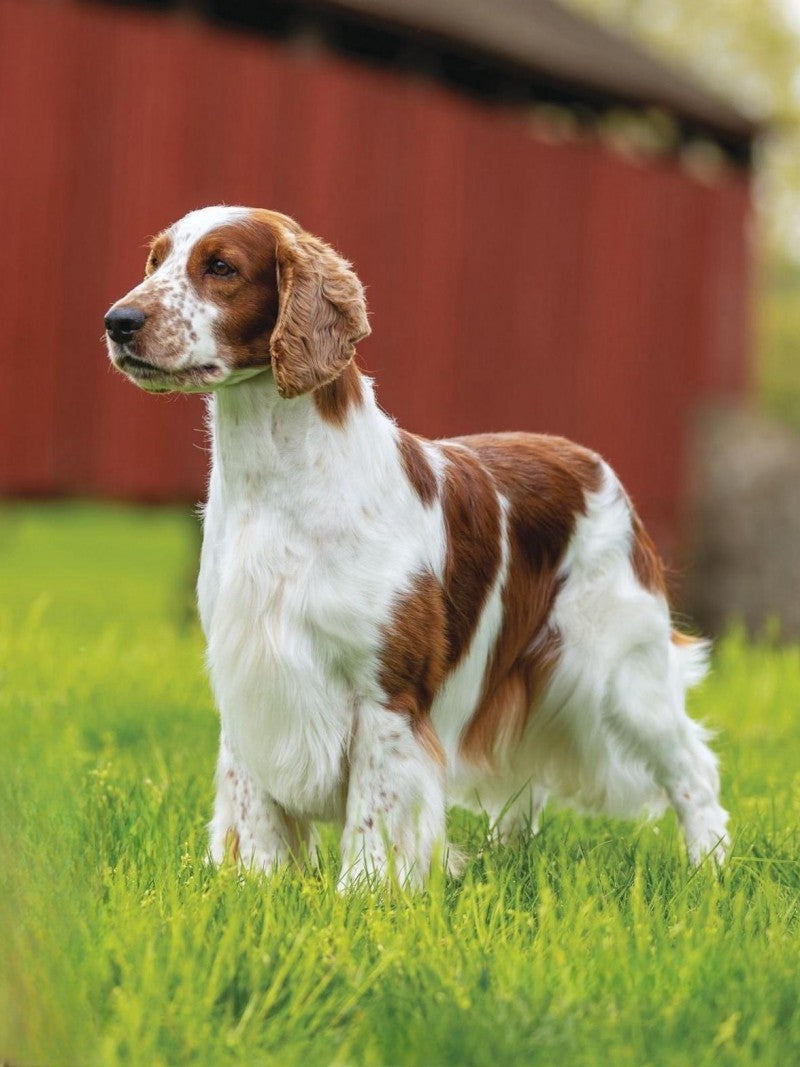 Brittany Spaniel Dog | Diamond Painting