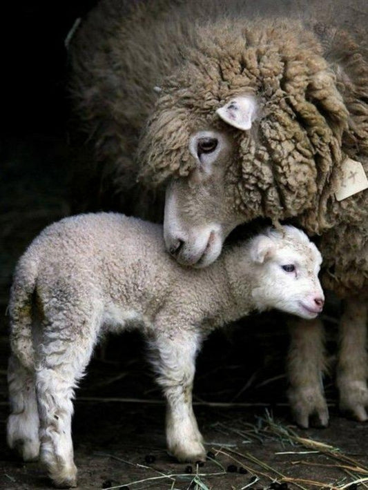 Sheep | Diamond Painting