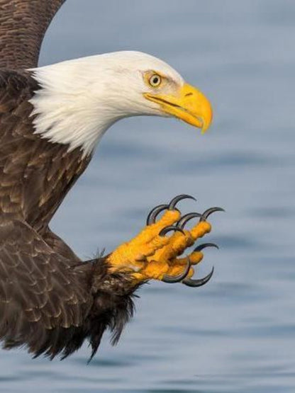 Eagle | Diamond Painting