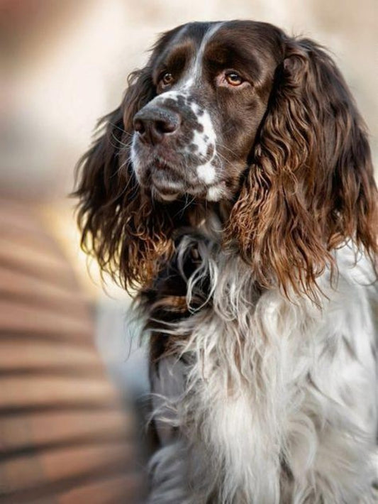 English Springer Spaniel Dog | Diamond Painting