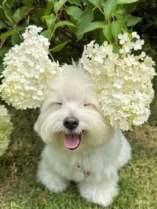 Dog Bichon Frise | Diamond Painting
