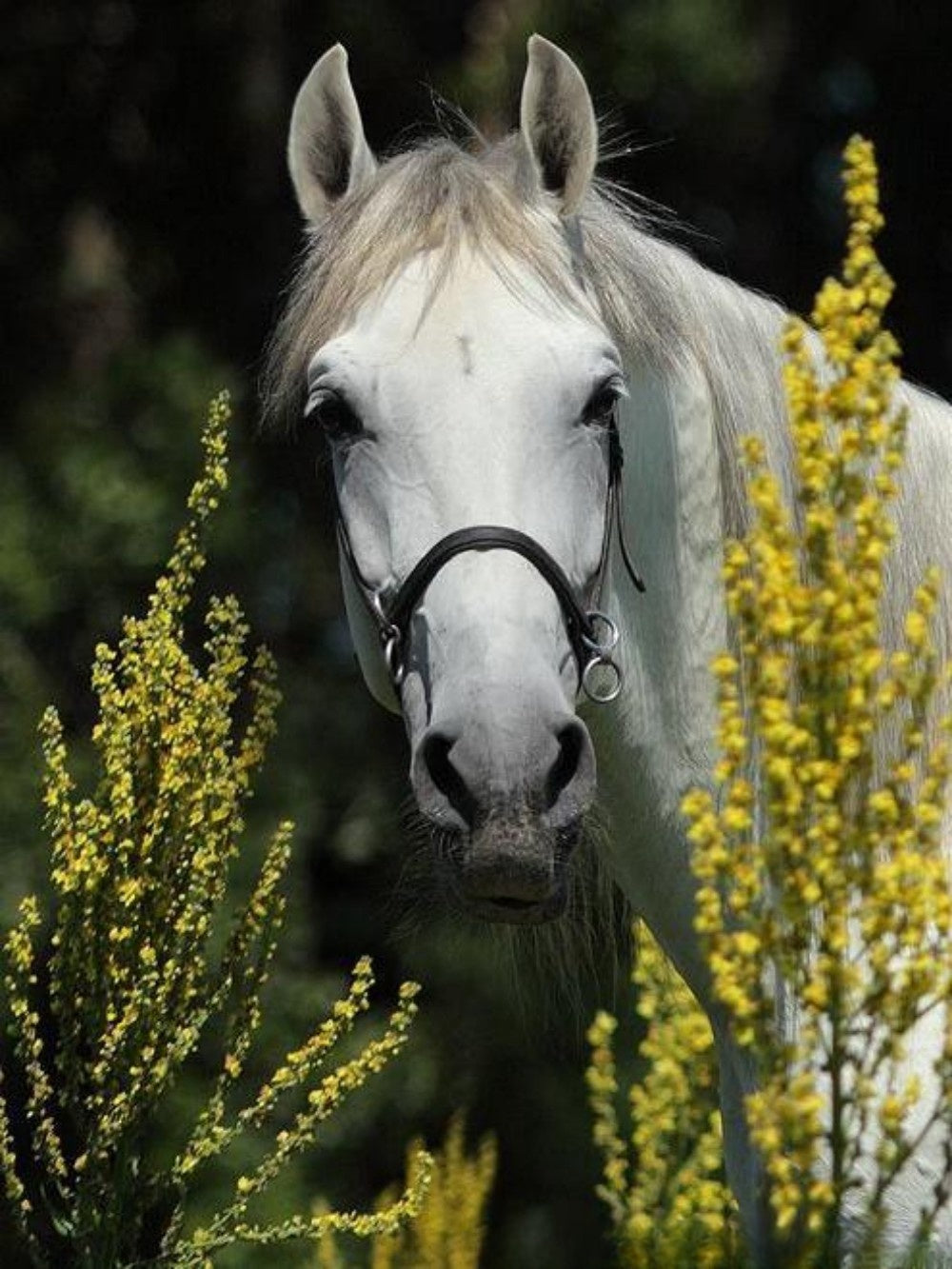 Horse | Diamond Painting