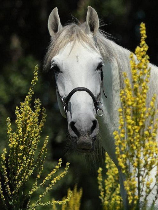 Horse | Diamond Painting