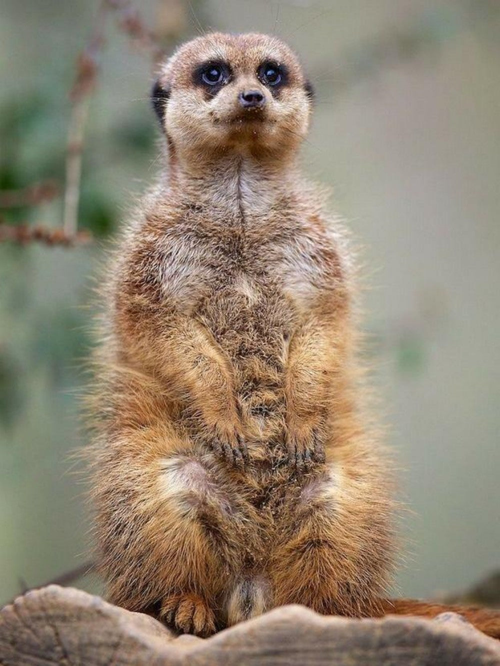 Meerkat | Diamond Painting