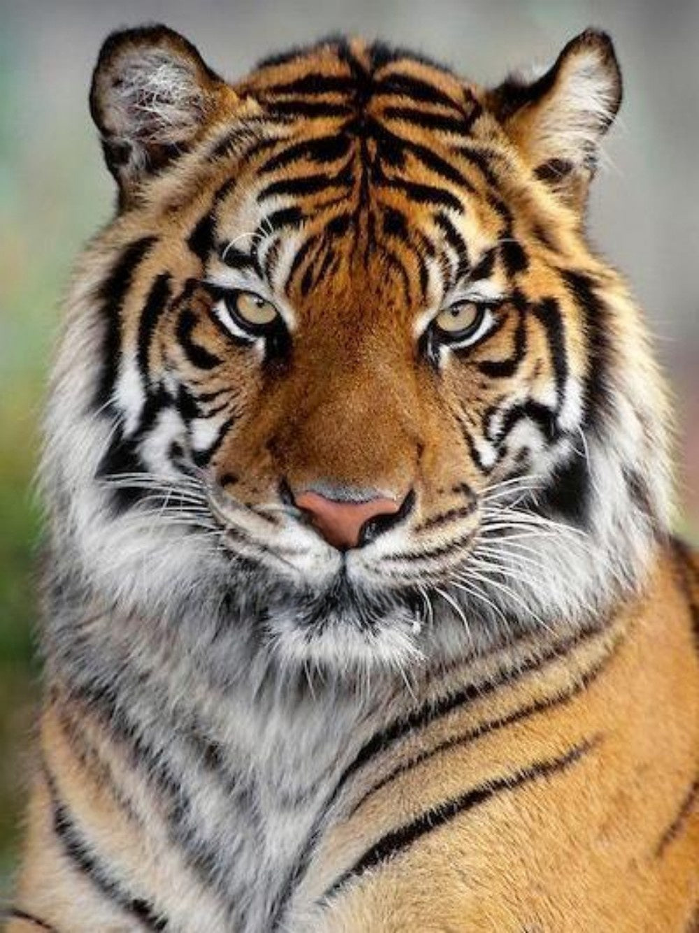 Bengal Tiger | Diamond Painting