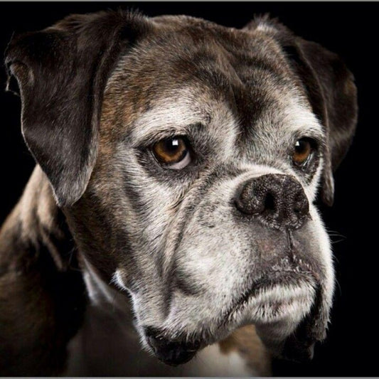 Boxer Dog | Diamond Painting