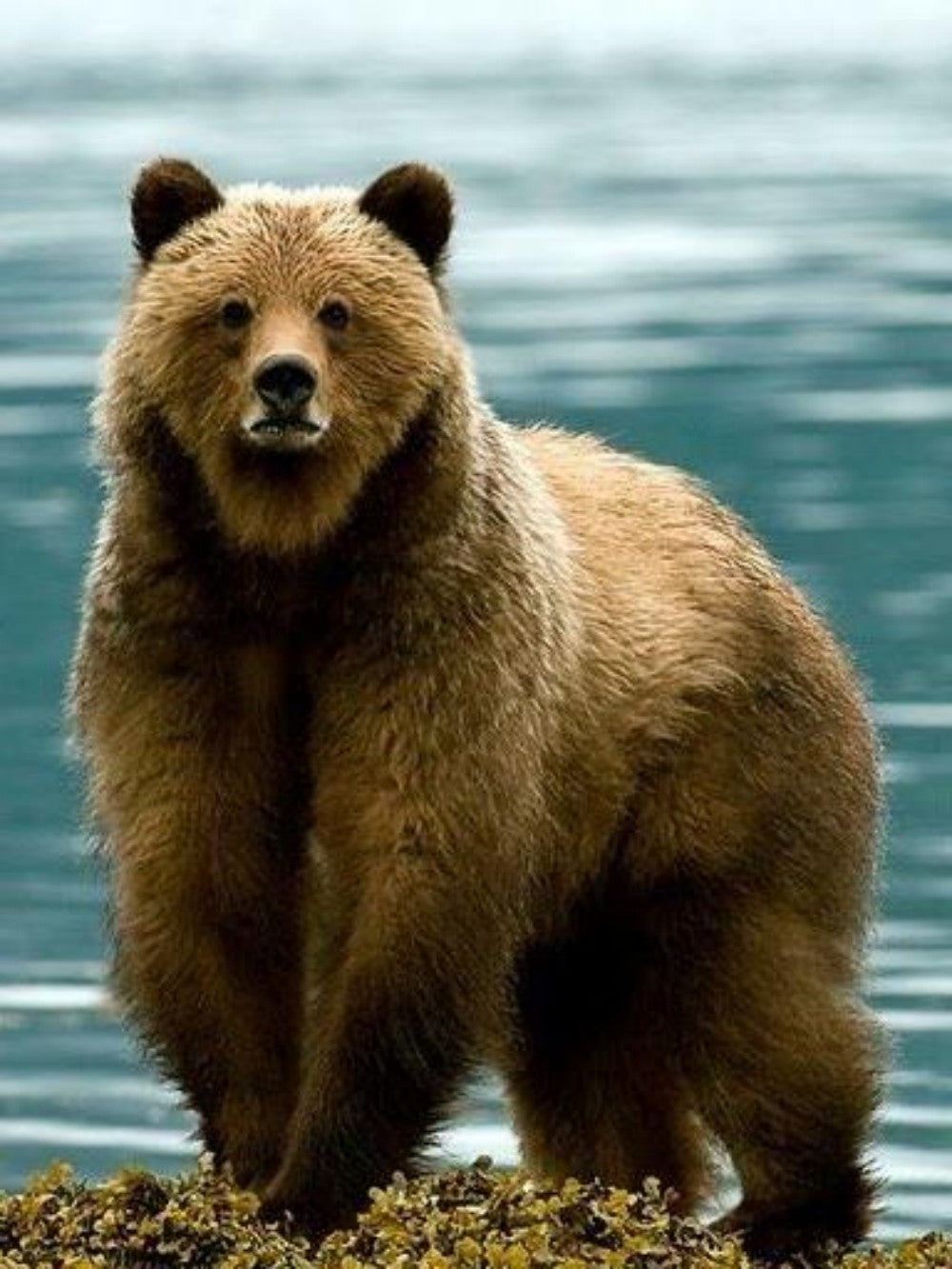 Brown Bear | Diamond Painting