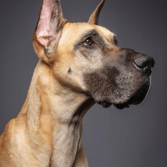 Dog Great Dane | Diamond Painting