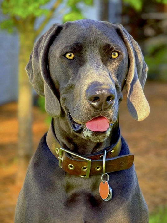 Weimaraner Dog | Diamond Painting