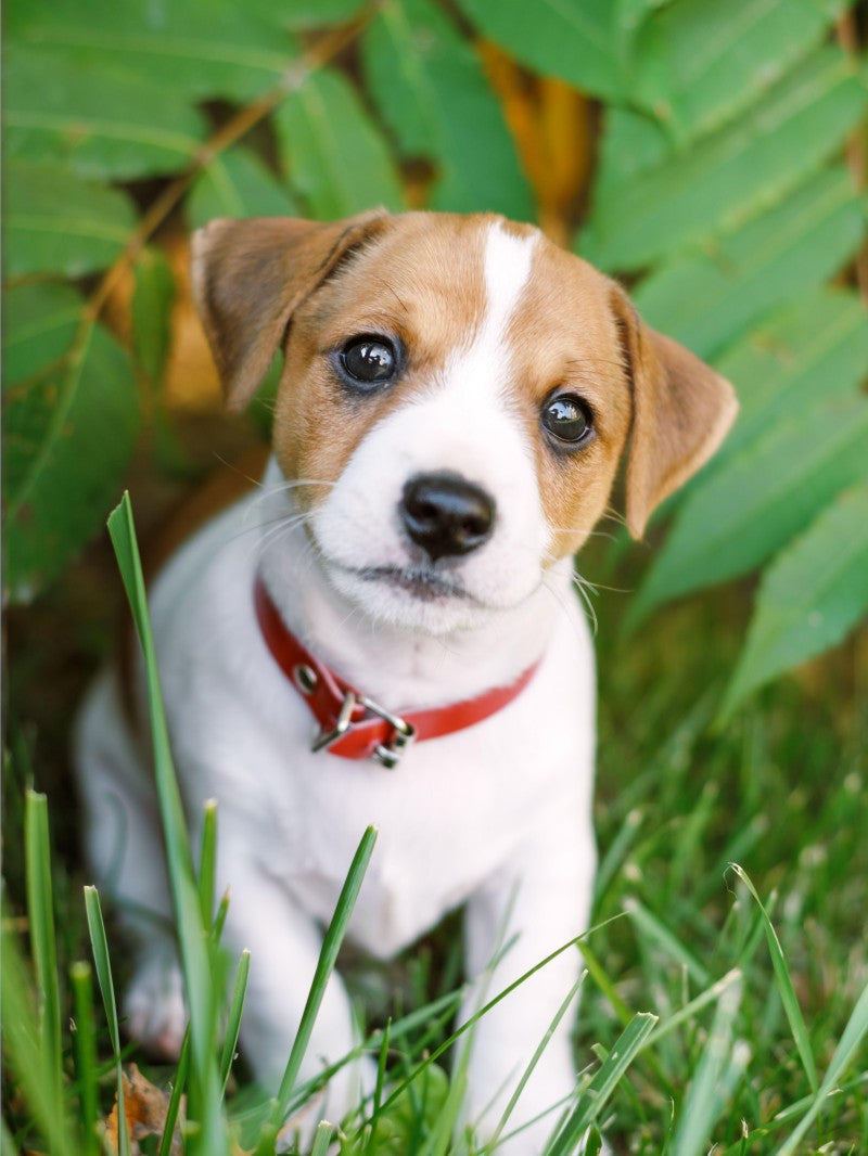 Dog Jack Russell | Diamond Painting